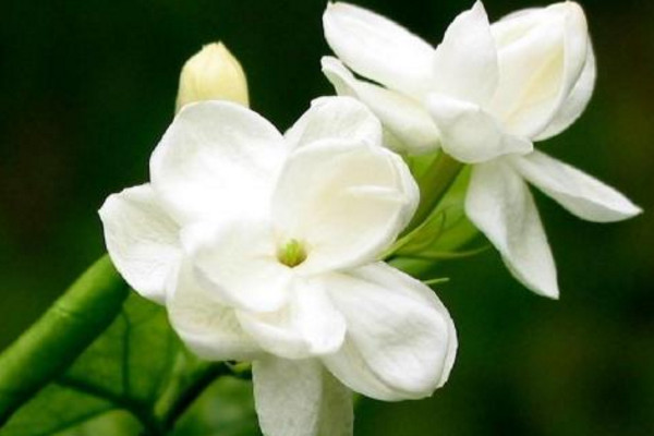 家里為什么不能種茉莉，香味過(guò)濃寓意不好