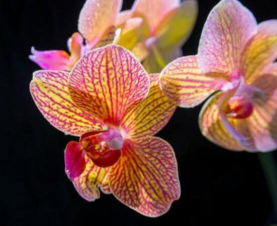 蝴蝶蘭開(kāi)花養(yǎng)護(hù)要點(diǎn)，教你做好五個(gè)必要的養(yǎng)護(hù)條件(缺一不可)