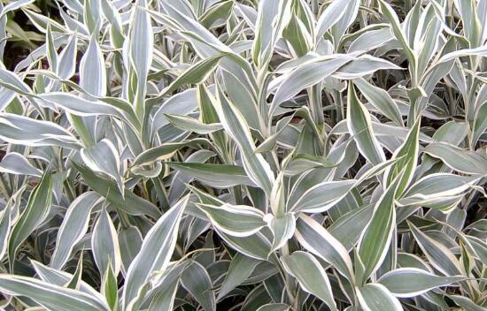 富貴竹的種類有哪些，盆栽富貴竹圖片大全