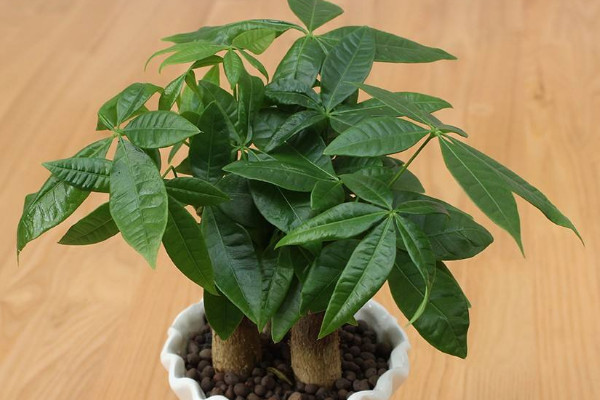 發(fā)財樹怎么養(yǎng)，確保光照充足澆水澆透