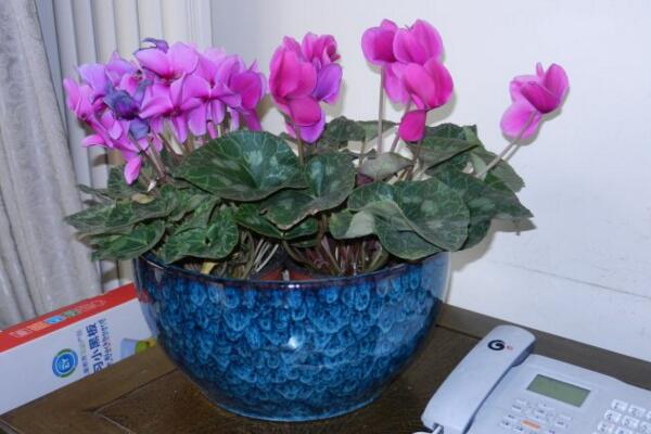 仙客來葉子黃了怎么辦，5步輕松解決葉子發(fā)黃問題