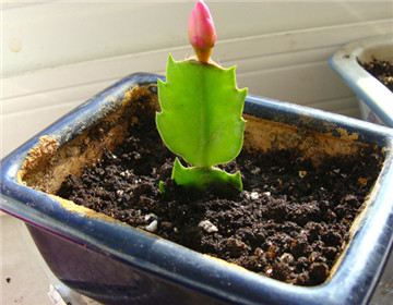 蟹爪蘭扦插繁殖法