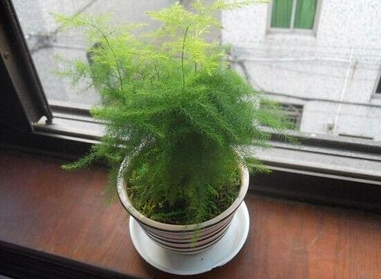 文竹花盆里有小白蟲子怎么辦，噴殺蟲劑清除害蟲