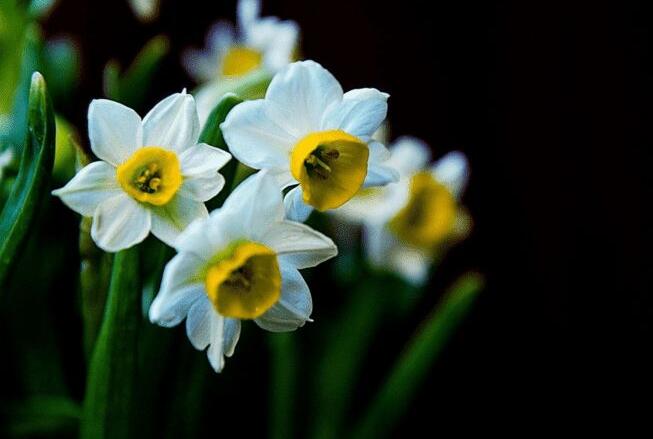 家養(yǎng)水仙花葉子過(guò)長(zhǎng)怎么辦，4種解決葉子過(guò)長(zhǎng)的方法