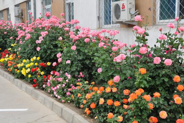 月季花掉葉子怎么回事，原因以及解決方法