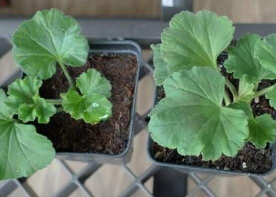 天竺葵扦插，天竺葵扦插方法