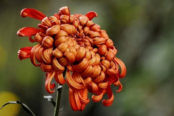 菊花冬天會(huì)凍死嗎