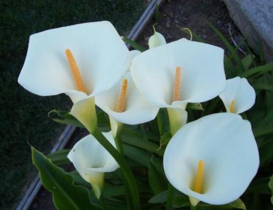 馬蹄蓮可以放在室內(nèi)嗎，促進(jìn)家庭和諧、夫妻恩愛(ài)