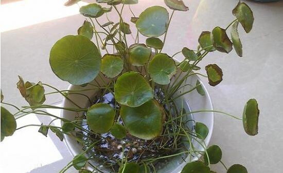 銅錢草葉子邊緣干枯，銅錢草葉子發(fā)黃怎么辦