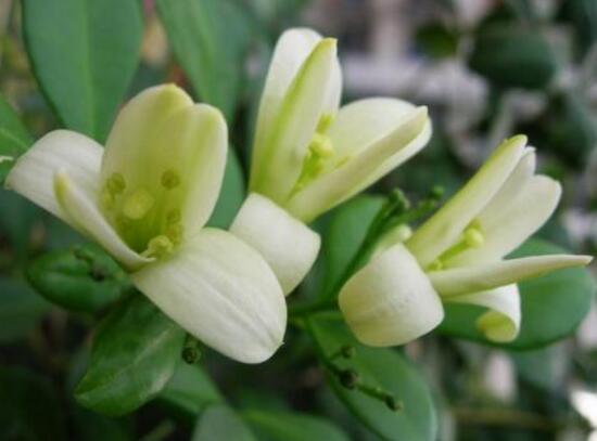 九里香花期多長時間，九里香不開花的原因