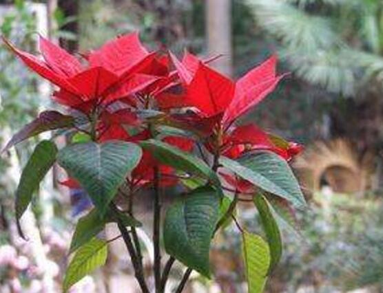 一品紅花，一品紅花圖片