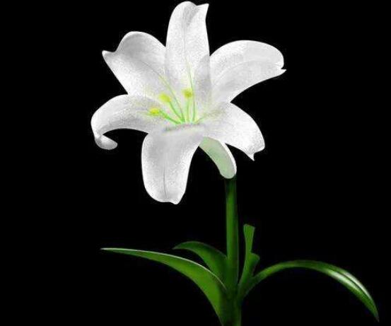 百合花種子怎么繁殖，播種繁殖存活率最高(養(yǎng)殖三年開花)