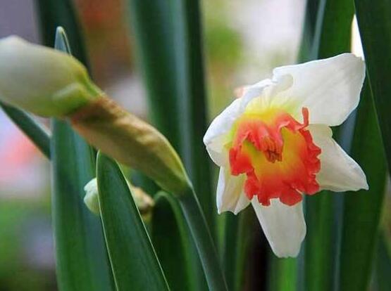 水仙花如何沙養(yǎng)，做好這五個基本要點便枝繁葉茂、花開爆盆