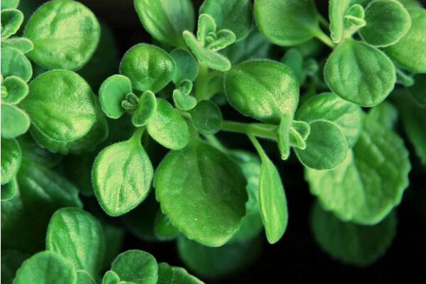 碰碰香有毒嗎，無毒但部分人對香味過敏