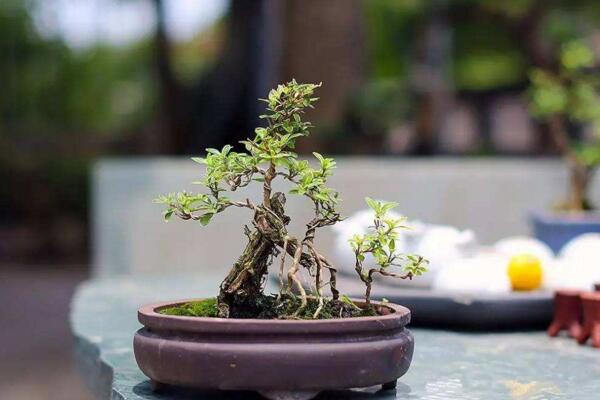 六月雪什么時候換盆，在每年的三月份進(jìn)行