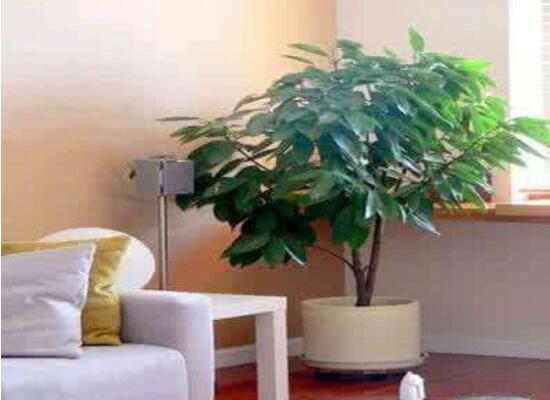 平安樹(shù)擺放什么位置好，平安樹(shù)的擺放禁忌