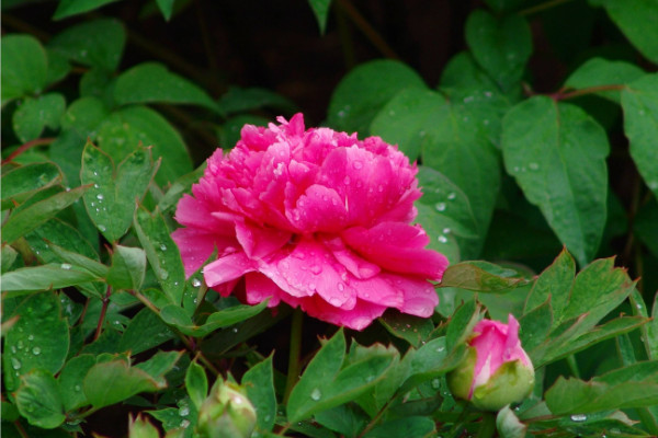 牡丹花如何越冬，除了控溫外還需及時(shí)追肥