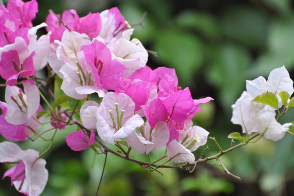 三角梅不開花是什么原因，光照不足施肥不當