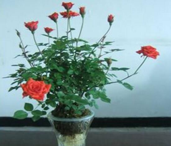 月季花可以水培嗎，月季花水培生根的方法