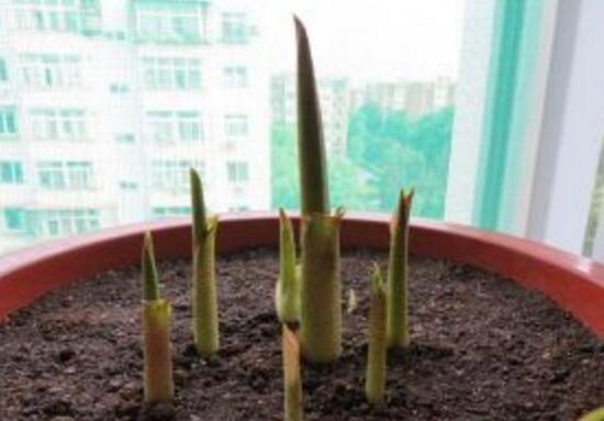 馬蹄蓮爛根的原因，馬蹄蓮根爛了怎么辦