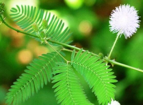 含羞草怎么澆水，含羞草澆水方法