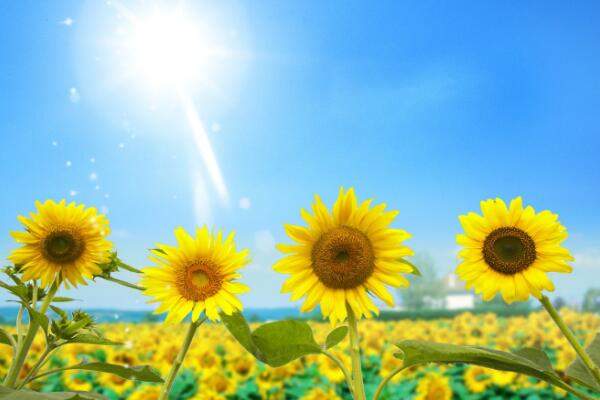 美麗向日葵的圖片大全，向日葵圖片欣賞