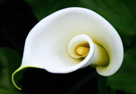 馬蹄蓮可以水培嗎，馬蹄蓮水培方法