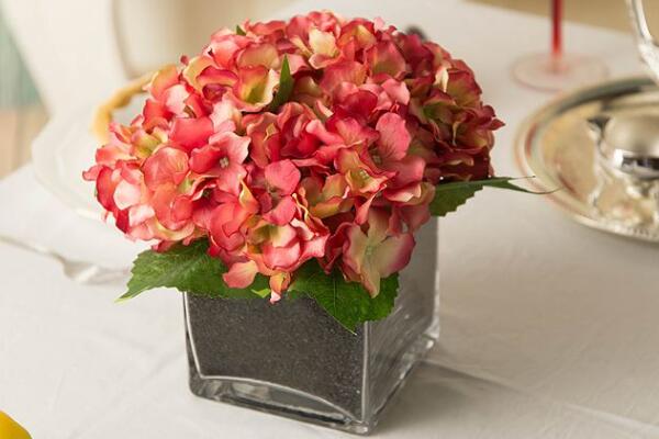 繡球花葉子干枯發(fā)白怎么辦，找到原因及時進行補救