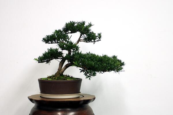 小羅漢松能長(zhǎng)大嗎，能長(zhǎng)大但生長(zhǎng)速度施肥緩慢