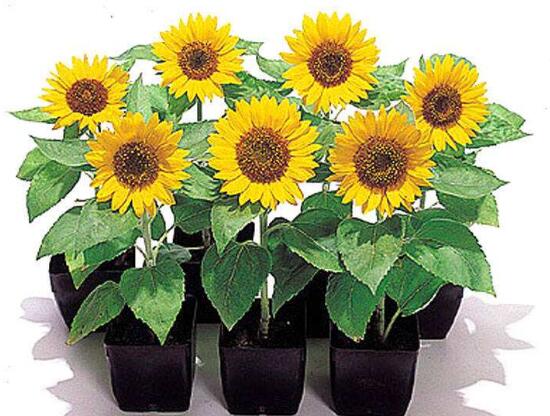 矮向日葵可以水培嗎，向日葵水培養(yǎng)護(hù)方法