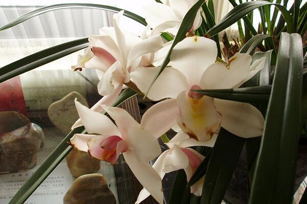 適合室內(nèi)養(yǎng)的香花