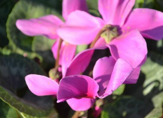 仙客來種子種植方法，以飽滿健康種子最佳/浸種催芽