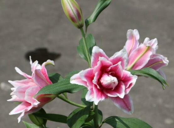 香水百合怎么養(yǎng)，光照充足、溫度合理(土培與水培)