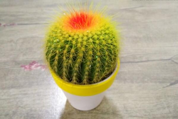 仙人球怎么種植，仙人掌種植經(jīng)驗分享