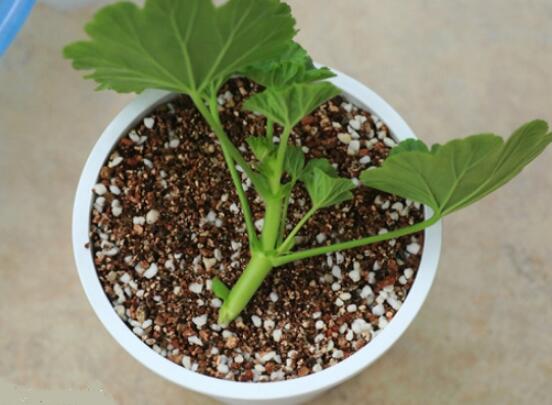 天竺葵幾月可以扦插，一年四季均可扦插(土插與水插)