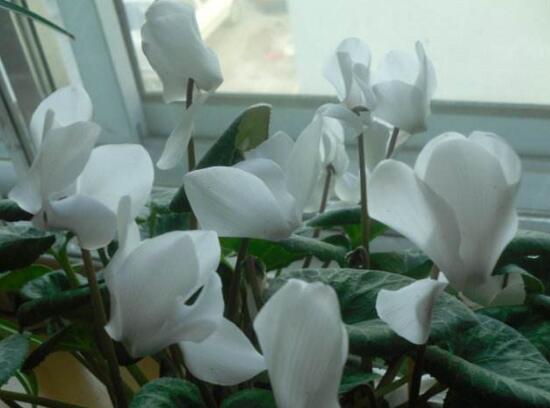 仙客來花語及寓意，不同顏色仙客來花語含義