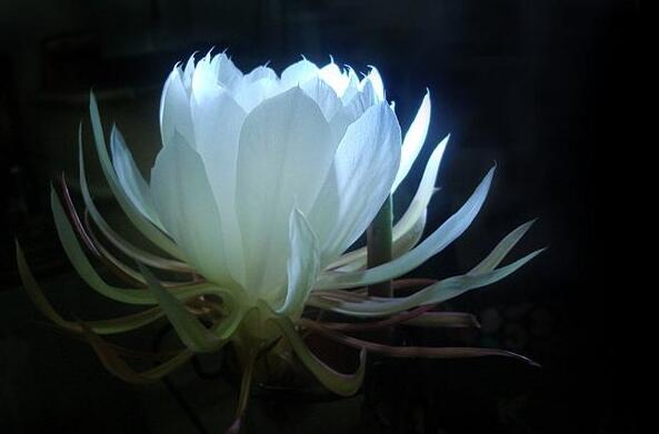 曇花種子種植方法，白天接受足夠的光照晚上才能開花