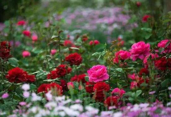 月季和玫瑰的區(qū)別，最直觀的三種分辨方法