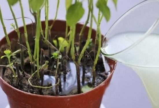 綠蘿可以用淘米水澆嗎，綠蘿用什么水澆最好