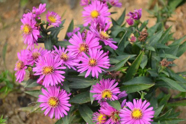 荷蘭菊四季開花嗎，它的花期在每年的8~10月