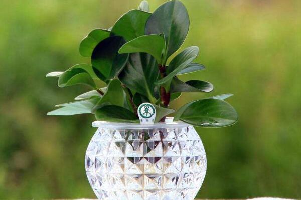 豆瓣綠可以水培嗎，豆瓣綠水培詳細步驟