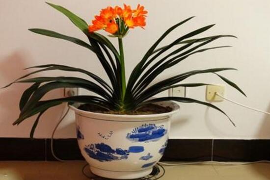 君子蘭怎么澆水，君子蘭澆啤酒的好處/促進生長