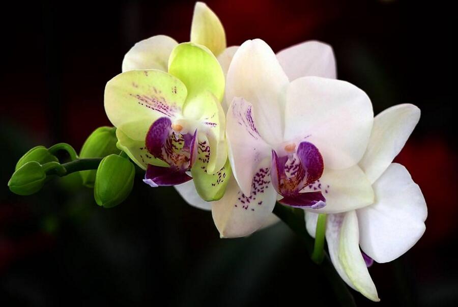 蝴蝶蘭花的養(yǎng)殖方法，及時(shí)換盆越來(lái)越生長(zhǎng)