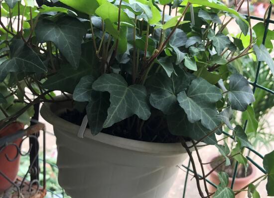 常春藤有什么風(fēng)水作用，常春藤的功效與作用