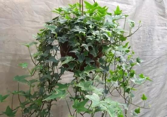 常春藤怎么修剪，常春藤摘心圖解