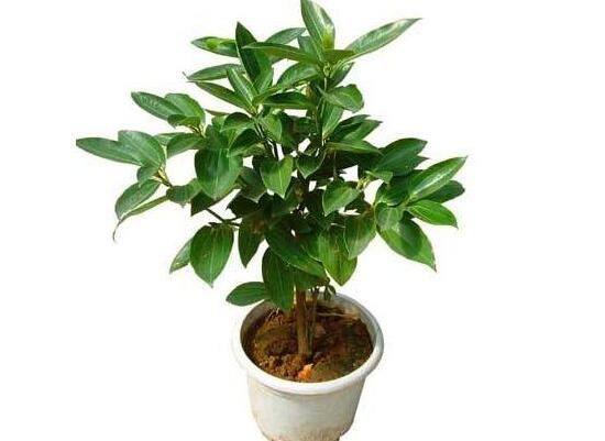 平安樹怎么養(yǎng)才茂盛，平安樹的養(yǎng)殖方法