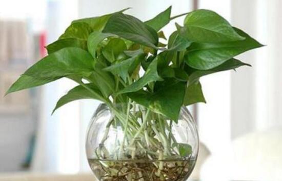 綠蘿的風(fēng)水作用有哪些，綠蘿的功效與作用