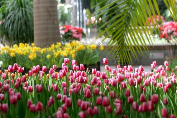 康乃馨花怎么養(yǎng)，康乃馨養(yǎng)殖的5大要點(diǎn)