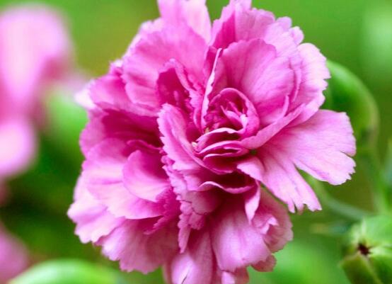 康乃馨種子怎么種植，做好六個(gè)步驟即可快速生根發(fā)芽