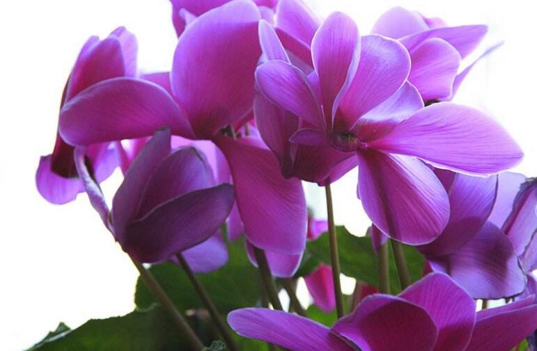 夏季仙客來葉子發(fā)黃，總結(jié)7種葉子發(fā)黃原因